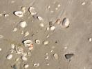 Sand, Sea Shells, Beach, Wet, NWED01_054