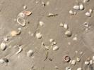 Sand, Sea Shells, Beach, Wet, NWED01_055