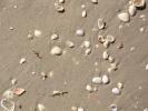 Sand, Sea Shells, Beach, Wet, NWED01_056