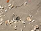 Sand, Sea Shells, Beach, Wet, NWED01_057