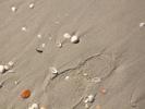 Sand, Sea Shells, Beach, Wet