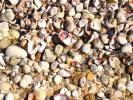 Shells, Beach, Rocks, Pebbles, Orient Point, Long Island, New York, NWED01_138