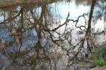 Water Refecting Oak Trees, Creek