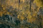 Water Reflecting Aspen Trees in Autumn