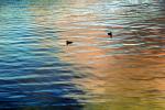Ducks, Reflection, Wet, Liquid, Water