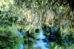 Tree, Reflection, Wet, Liquid, Water, NWEV02P08_07