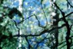 Tree, Reflection, Wet, Liquid, Water, NWEV02P08_10