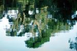 Tree, Reflection, Wet, Liquid, Water, NWEV02P09_05