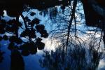 Water Reflection, Tree, Wet, Liquid, NWEV05P09_07
