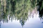Water Reflection, Tree, Wet, Liquid, NWEV05P09_08