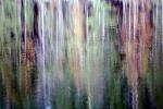 Water Reflection, Tree, Wet, Liquid, Water