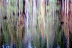 Water Reflection, Tree, Wet, Liquid, Water