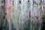 Water Reflection, Tree, Wet, Liquid, Water, NWEV05P09_13