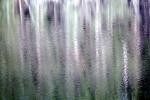 Water Reflection, Tree, Wet, Liquid, Water, NWEV05P09_16
