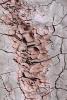 Cracks, Interstices, Cracked, Dirt, Earth, Dry, Arid, Drought, Dessicated, Parched, Craquelure, NWEV05P10_09.2880