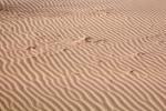 Ripples, Coral Pink Sand Dunes State Park, Utah, Wavelets, NWEV07P05_08
