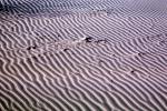 Ripples, Coral Pink Sand Dunes State Park, Utah, Wavelets, NWEV07P05_08B