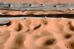 Ripples, Coral Pink Sand Dunes State Park, Utah, Wavelets, NWEV07P05_18.2881