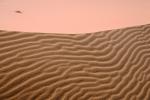 sand Ripples, Coral Pink Sand Dunes State Park, Utah, Wavelets, NWEV07P05_19.2881