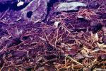 Pine Needles, Clear Water, leafy matter, decaying vegetation, NWEV07P11_19
