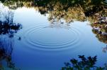 Concentric Ripples, Wave Propagation, Round, Circular, Circle, Wet, Liquid, Water, Pond, lake, Wavelets