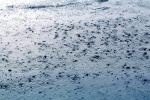 Rain, Sprinkles, Shower, Wet, Liquid, Water, NWEV08P14_13