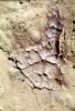 Mud, Dry, Dirt, Cracked, split, Arid, Drought, Dessicated, Parched, Craquelure, NWEV09P10_13