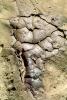 Cracked, Dirt, Dry, Mud, Wet, split, Cracks, Arid, Drought, Dessicated, Parched, Craquelure, NWEV09P11_10