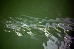 Wet, Liquid, Water, Reflection, NWEV09P14_06