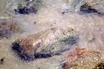 Stream, River, Water, Rocks, Stone, Wet, Liquid, NWEV10P04_14