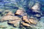 Stream, River, Water, Rocks, Stone, NWEV10P04_15