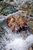 Rock, Stream, Wet, Liquid, Water, NWEV10P13_02
