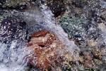 Rock, Stream, Wet, Liquid, Water, NWEV10P13_03