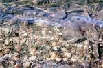 Rocks, Pebbles, Water, Liquid, Wet, ripples, Wavelets, NWEV11P01_07