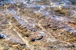 Water, Liquid, Wet, pebbles, rocks, waveletts