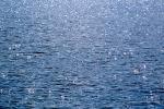 Water, Liquid, Wet, ripples, waveletts, sun glint, ocean, sun patterns, Wavelets, NWEV11P02_06