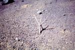 Twigs, Bare Tree, Ground, Arid, Drought, Dry, Dessicated, Parched, Wet, Liquid, Water, NWEV11P07_17