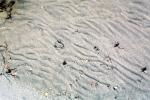 Sand, Water, ripples, Wet, Liquid, Wavelets, NWEV12P05_01