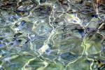 Water, Clear, Tropical, Wet, Liquid, ripples, wavelets, NWEV12P09_06