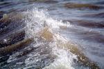 water, sculpture, turbid, foam, Wet, Liquid, Potomac River, NWEV12P09_15