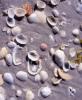 Seashells, Shells, NWEV12P13_14