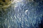 Wet, Liquid, Water, ripples, wavelets, NWEV12P14_07