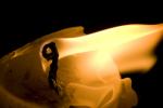 Candle Flame, NWFD01_130