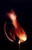 Burning Globe, Global Warming, flames, fire, NWFV01P06_05
