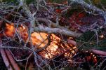pine tree aflame, NWFV02P02_03