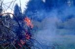pine tree aflame, NWFV02P02_07
