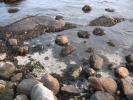 Wet Rocks, Water, low tide, seaweed, Tidepools, salty tide pools, NWGD01_016