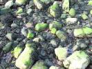 Green Moss on wet rocks, low tide, seaweed, Tidepools, salty tide pools, NWGD01_019