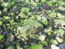 Green Moss on wet rocks, low tide, seaweed, Tidepools, salty tide pools, NWGD01_020