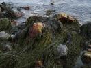 Seaweed on a rock, Seashore, NWGD01_029